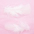 Plume colorée Blanche