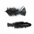 Plume colorée Noire