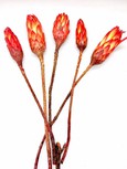 Protéa rouge X 1 (petit prix)