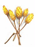 Protéa jaune X 1