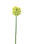 Allium Natasja Vert artificiel x 1