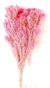 Balai Bloom rose