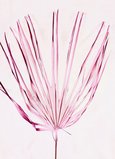 Grande feuille de palmier sur tige naturel rose x 1