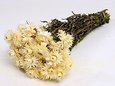 Hélichrysum séché couleur Crème avec feuillage.