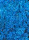 Mousse lichen d'islande bleu