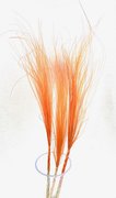 Stypa penata naturel Orange