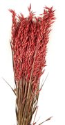 Avoine naturelle séchée botte rouge.