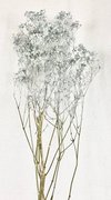 Gypsophile naturel bleu ciel séché