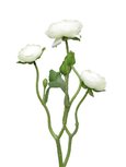 Bouquet de renoncule blanche artificielle