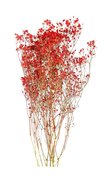 Gypsophile naturel rouge stabilisé.