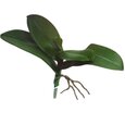 Feuille et racine d'orchidée artificielle