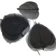 Squelettes de feuilles Noires x 5.