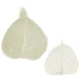 Squelettes de feuilles Ivoires x 5.