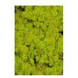 Mousse lichen d'islande Vert Printemps Grand Format