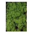 Mousse lichen d'islande Vert Forêt Grand Format