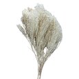 Balai Bloom Blanchi