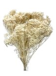 Balai Bloom Ivoire