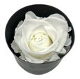  Rose stabilisée couleur Blanche par 1 pièce.