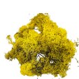 Mousse lichen d'islande Jaune