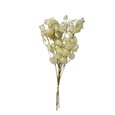 Monnaie du Pape Naturel Transparente (Lunaria )