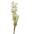 Monnaie du Pape Naturel Transparente (Lunaria ) 