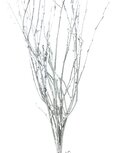 Botte Branches de Bouleau argent Pailletées de 6 branches environ.