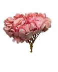 Hortensia stabilisé coloris Rose clair