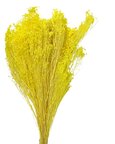 Balai Bloom couleur Jaune