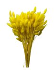 Lagurus Ovatus botte coloris Jaune