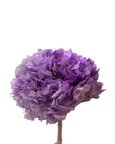 Hortensia stabilisé coloris Mauve avec sa tige.