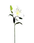 Lys casablanca Blanc artificiel Lys casablanca Blanc artificiel