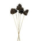 Pomme de pin sur tige x 5