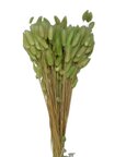 Lagurus Ovatus botte coloris Vert Pomme