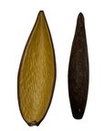 Canoinhas x 2 (gousse ou cosse)