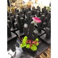 Mini Cactus en mousse florale OASIS
