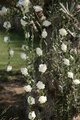 Guirlande de Roses Blanche Artificielle.