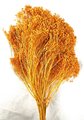 Balai Bloom couleur Orange