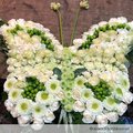 Papillon en mousse OASIS pour fleurs fraiches sur pied .