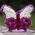 Papillon en mousse OASIS pour fleurs fraiches sur pied .