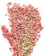  Grappes de baies de poivre rose.