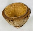 Vase demi noix de coco naturel sechée