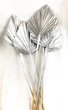 Feuille de palmier argent sur tige naturelle par 1