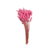 Lagurus rose pale