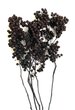  Grappes de baies de poivre noir.