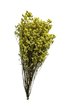 Limonium