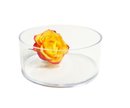 Coupe cylindrique Plexiglas Cristal Diamètre 15 cm. Second choix ( petites irrégularitées ).
