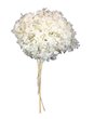 Hortensia stabilisé coloris Blanc