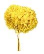 Hortensia stabilisé coloris Jaune