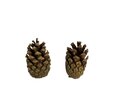 Petite Pomme de Pin x 2