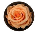  Rose stabilisée Verdissimo couleur Saumon par 1 pièce.
